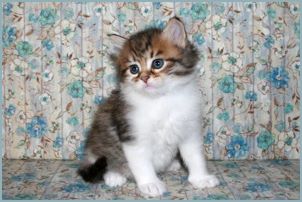 Female Siberian Kitten from Deedlebug Siberians